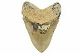 Serrated, Fossil Megalodon Tooth - North Carolina #255388-2